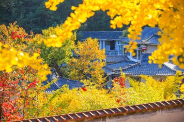 Antik Çin mimarisi ve sonbaharda ginkgo ağaçları, yakın çekim