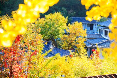Antik Çin mimarisi ve sonbaharda ginkgo ağaçları, yakın çekim