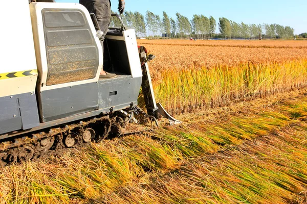 Erntemaschine Erntet Reifen Reis — Stockfoto