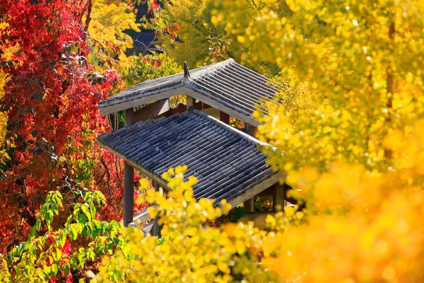 Chińskie Starożytne Pawilony Architektoniczne Drzewa Ginkgo Jesienią Strzał Bliska — Zdjęcie stockowe