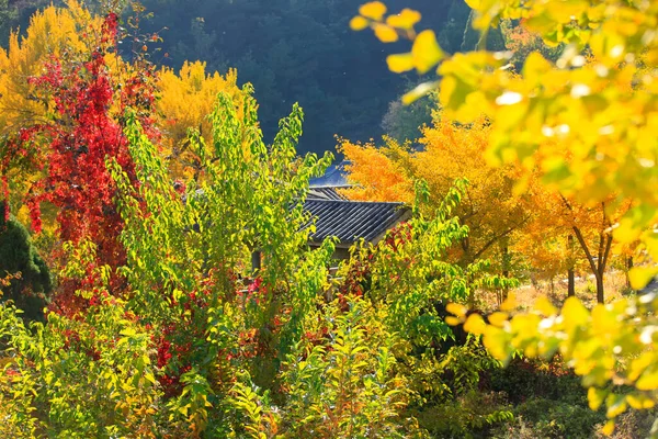 Chinese Oude Architectonische Paviljoens Ginkgo Bomen Herfst Close Shot — Stockfoto