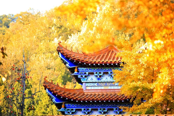 Arquitetura Chinesa Antiga Ginkgo Árvores Outono Close — Fotografia de Stock