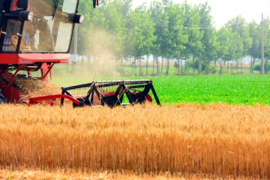 Buğday tarlasında çalışan hasatçıyı kombine edip tarladaki buğdayı hasat eden biçerdöver.