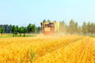 Buğday tarlasında çalışan hasatçıyı kombine edip tarladaki buğdayı hasat eden biçerdöver.