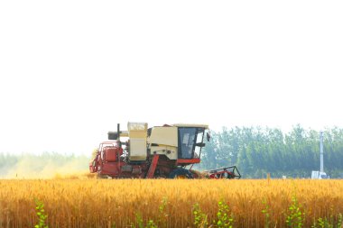 Buğday tarlasında çalışan hasatçıyı kombine edip tarladaki buğdayı hasat eden biçerdöver.