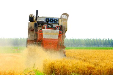 Buğday tarlasında çalışan hasatçıyı kombine edip tarladaki buğdayı hasat eden biçerdöver.