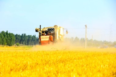 Buğday tarlasında çalışan hasatçıyı kombine edip tarladaki buğdayı hasat eden biçerdöver.