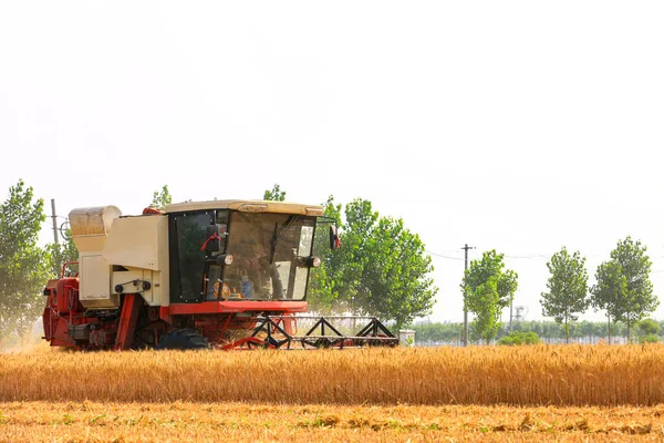 Buğday tarlasında çalışan hasatçıyı kombine edip tarladaki buğdayı hasat eden biçerdöver.