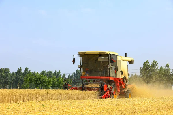 Combine Harvester Working Wheat Field Combine Harvester Reaps Wheat Field — Stock Photo, Image