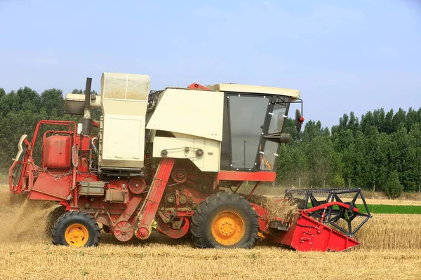 Buğday tarlasında çalışan hasatçıyı kombine edip tarladaki buğdayı hasat eden biçerdöver.