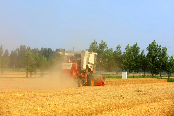 Buğday tarlasında çalışan hasatçıyı kombine edip tarladaki buğdayı hasat eden biçerdöver.