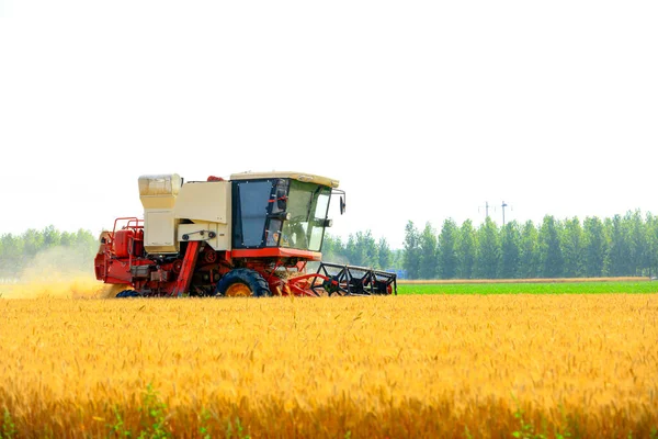 Buğday tarlasında çalışan hasatçıyı kombine edip tarladaki buğdayı hasat eden biçerdöver.