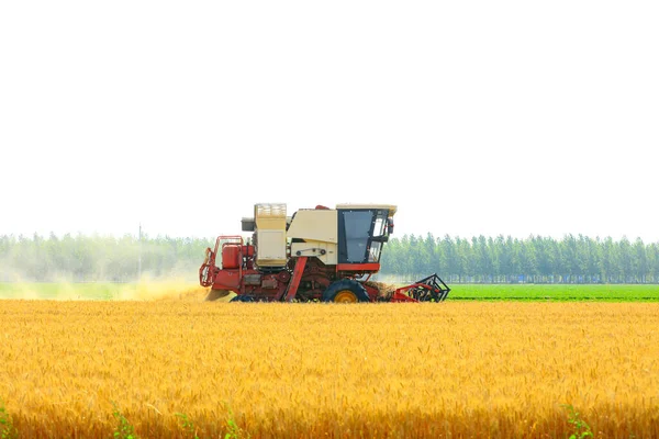 Buğday tarlasında çalışan hasatçıyı kombine edip tarladaki buğdayı hasat eden biçerdöver.