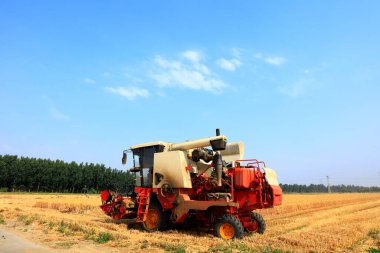 Buğday tarlasında çalışan hasatçıyı kombine edip tarladaki buğdayı hasat eden biçerdöver.
