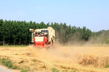 Buğday tarlasında çalışan hasatçıyı kombine edip tarladaki buğdayı hasat eden biçerdöver.