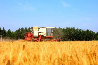 Buğday tarlasında çalışan hasatçıyı kombine edip tarladaki buğdayı hasat eden biçerdöver.