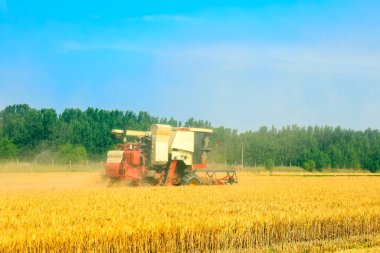 Buğday tarlasında çalışan hasatçıyı kombine edip tarladaki buğdayı hasat eden biçerdöver.