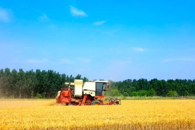 Buğday tarlasında çalışan hasatçıyı kombine edip tarladaki buğdayı hasat eden biçerdöver.