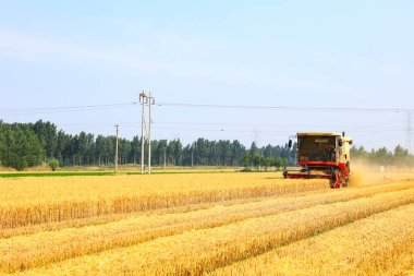 Buğday tarlasında çalışan hasatçıyı kombine edip tarladaki buğdayı hasat eden biçerdöver.