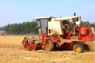 Buğday tarlasında çalışan hasatçıyı kombine edip tarladaki buğdayı hasat eden biçerdöver.