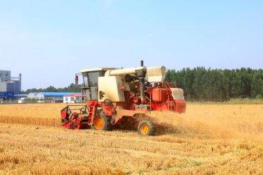 Buğday tarlasında çalışan hasatçıyı kombine edip tarladaki buğdayı hasat eden biçerdöver.