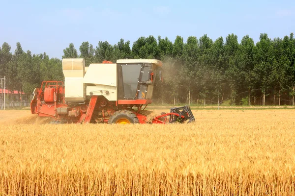 Maaidorser Werken Een Tarweveld Een Maaidorser Maait Tarwe Het Veld — Stockfoto