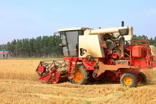 Buğday tarlasında çalışan hasatçıyı kombine edip tarladaki buğdayı hasat eden biçerdöver.