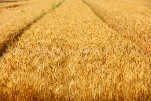 田里成熟的小麦 — 图库照片
