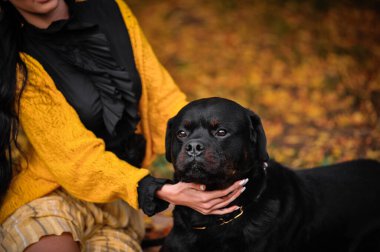 Parkta köpeği olan siyah labrador.