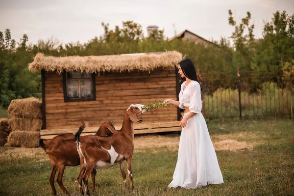 Beautiful Young Couple White Dress Horse Forest — Zdjęcie stockowe