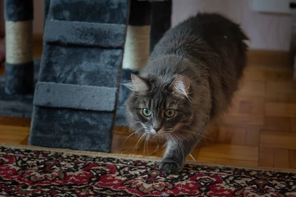 Norwegian Forest Cat Sneaks Idade Anos — Fotografia de Stock