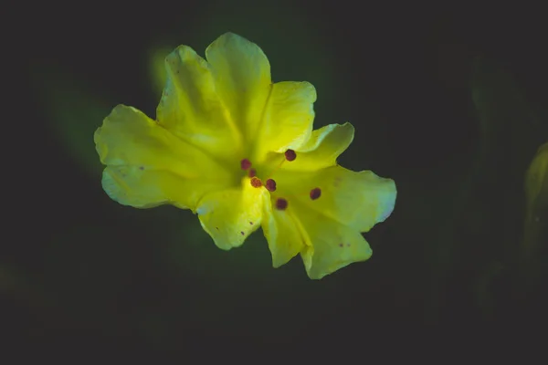 Yellow Flower Bud Shallow Depth Field Selective Focus Dark Moody — Stock Photo, Image