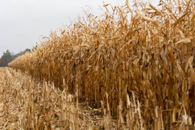 Kasım ayında bitkilerin üzerine mısır koçanı bırakılmış kuru bir mısır tarlası. Açıdan uzaklık görünümü, alanın sonuna doğru seçici odaklanma, alanın derinliği.
