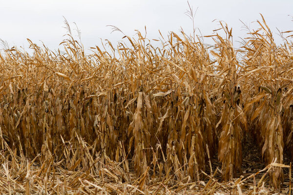 Dry corn field with corn cobs left on the plants in november.