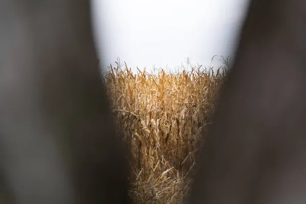 Vista Campo Grano Secco Attraverso Tronchi Albero — Foto Stock