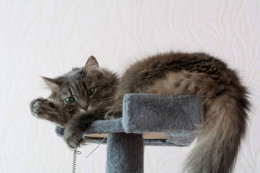 Beautiful young fluffy Norwegian forest cat relaxes on the cat tower