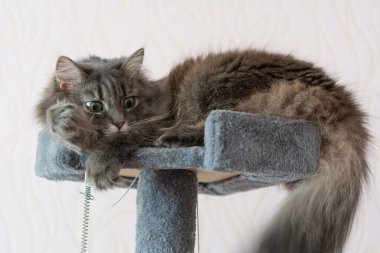 Beautiful young fluffy Norwegian forest cat relaxes on the cat tower