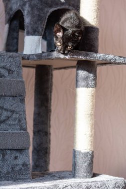 little black kitten playing on the cat tower