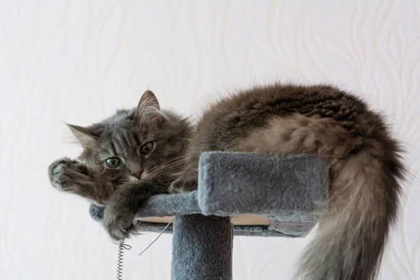 Beautiful Young Fluffy Norwegian Forest Cat Relaxes Cat Tower — Stockfoto