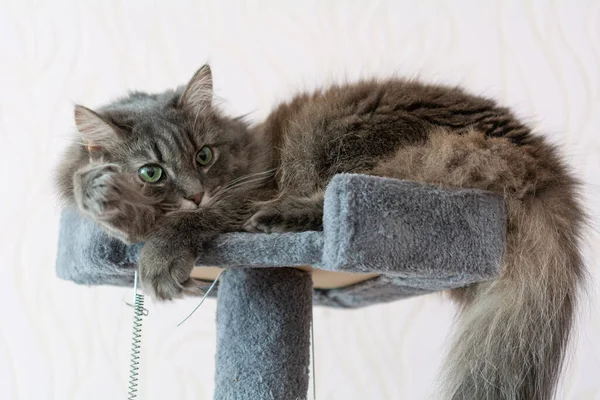 Beautiful Young Fluffy Norwegian Forest Cat Relaxes Cat Tower — Fotografia de Stock