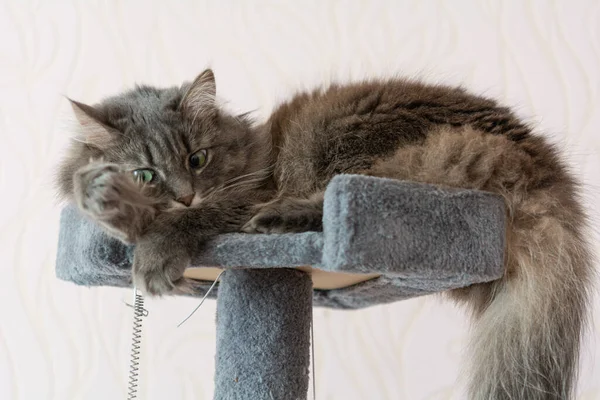 Beautiful Young Fluffy Norwegian Forest Cat Relaxes Cat Tower — Fotografia de Stock