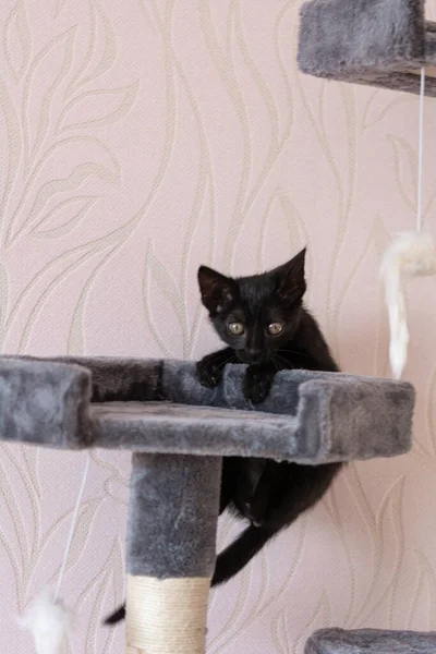 Little Black Kitten Playing Cat Tower — Stockfoto