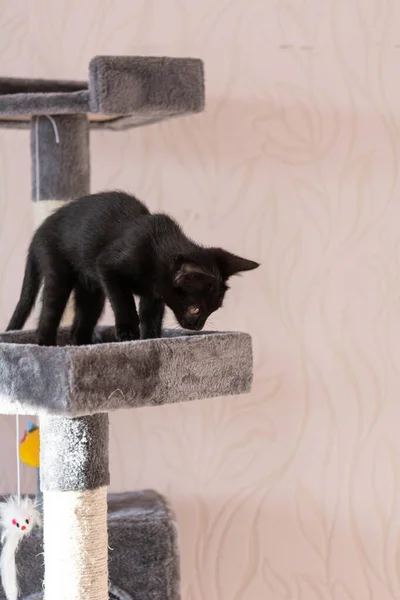 Little Black Kitten Playing Cat Tower — Fotografia de Stock