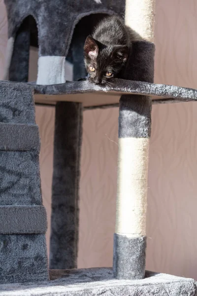 Little Black Kitten Playing Cat Tower — Fotografia de Stock