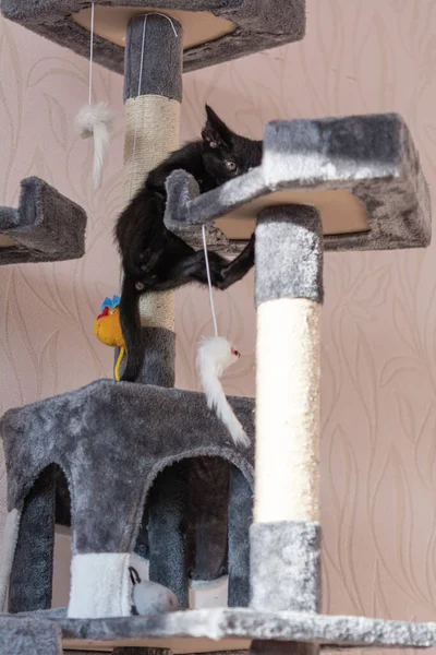 Little Black Kitten Playing Cat Tower — Stock Fotó