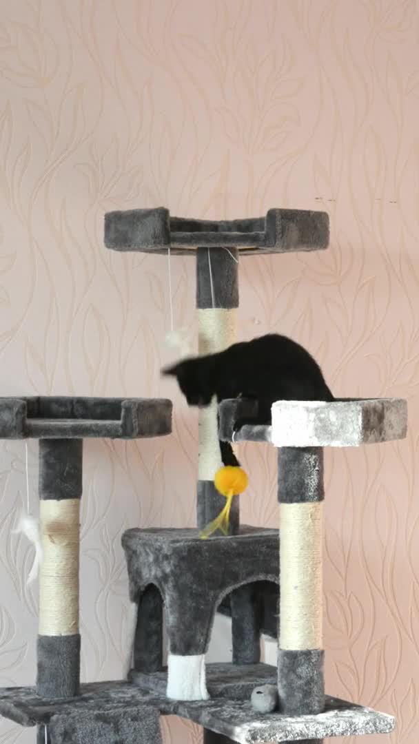 Ένα Μικρό Μαύρο Γατάκι Που Παίζει Στον Πύργο Τις Γάτες — Αρχείο Βίντεο