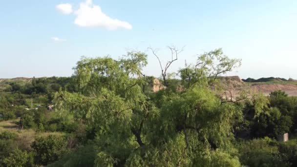 Drohne Schwebt Über Einem Baum Für Eine Luftaufnahme Eines Sandsteinbruchs — Stockvideo