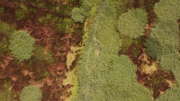 Vista aérea dos campos de irrigação perto dos canais de irrigação no Outono — Vídeo de Stock