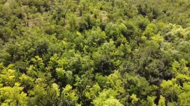 Bosque Aéreo Volando Sobre Bosque Árboles Tiro Aéreo Uhd — Vídeo de stock