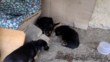 Bir aylık sokak köpekleri, mobil çekim.